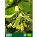 Biojoy Organic Linden Blossoms Dried (250g) - Whole Flowers for Herbal Tea (Tiliae Flos) - International Shipping - Buy Online on GoSupps.com