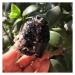 Natural Crystal Rough Natural Crystal Rough 1pcs Natural Black tourmarine and Crystal Specimen Reiki Crystals Rough Gemstone for Home Decoration