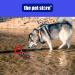 Fetch And Float Dog Toy Chuck And Fetch Rope Strong & Durable Rope & Disk - Buy Online on GoSupps.com