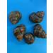Buy Marsh Snails for a Clean Garden Pond - Eco-Friendly Nature Solution (3 Snails) - Buy Online on GoSupps.com
