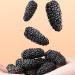Gavigain Organic Dried Mulberries NonGMO Unsulfured Unsweetened No Additives Natural Wild Black Mulberries Wax Free Nonsand Healthcare Food - Buy Online on GoSupps.com
