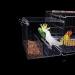 Bird Cage Feeders No Mess Bird Feeder Acrylic Automatic Seed Food Container with Hook for Parrot Budgie Cockatiels - Buy Online on GoSupps.com