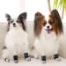Frienda 8-Piece Anti-Slip Dog Socks for Small Puppies and Kittens - Adjustable Paw Protector with Traction Control in Black and Gray (Size S) - Buy Online on GoSupps.com