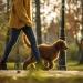 Dog Lace Cable Heavy Duty Dog Tie-Out Cable Chewing Resistant With 360 Swivel Lockable Hook Dog Lace Cable for Outdoor Use (3m Blue) - Buy Online on GoSupps.com