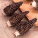 Dried Wild Morel Mushrooms Premium Morels Wild Morchella Dried Morchella Dried Morchella Esculenta Dry Goods (250 g(0.55 Pound)) - Buy Online on GoSupps.com