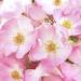 Weleda Renewing Day Cream with Wild Rose Extracts | Normal to Dry Skin | 1.0 fl oz (30 ml) - Buy Online on GoSupps.com