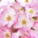 Weleda Renewing Face Lotion 1 Fluid Ounce - Plant Rich Moisturizer with Wild Rose, Jojoba, & Peach Kernel Oils - Buy Online on GoSupps.com