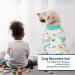 Kuoser Dog Recovery Suit - Breathable Post-Op Body for Male & Female Dogs Leakage Protection Anti-Licking & Wound Care Cute Green Design (1 Pack) - Buy Online on GoSupps.com
