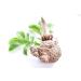 Buy Konjac Flour & Root - 1800g (1.8KG) E425 - Devils Tongue Ground 16 000 CPS - International Shipping - Buy Online on GoSupps.com