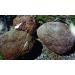 Poria Cocos Mushroom Powder Capsules | Organic Vegan Superfood | 93 x 800mg Capsules for Immune Support & Wellness - Buy Online on GoSupps.com