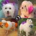 WELYEME Rainbow Dog/Pet Hair Dye Kit - Non-Toxic & Safe Fur Color Paint for Dogs/Cats - Buy Online on GoSupps.com