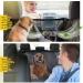 Vailge Waterproof Dog Car Seat Cover with Mesh Window, Scratch-Proof, Anti-Slip Backseat Hammock - Black - Buy Online on GoSupps.com