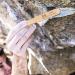 Ultra Durable Rock Climbing Brush with Boar's Hair Bristles - Indoor/Outdoor Use - CJ-CB2001B - Buy Online on GoSupps.com