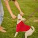 Dog Hoodie Dog Hoodies with Pocket Softness Comfort Dog Sweatshirt Puppy Hoodies Warm and Lightweight Dog Fleece Jumper Dog Hoodies Clothes Winter for Small Medium Dogs (L Red) L Red - Buy Online on GoSupps.com
