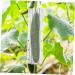 Parliky 4pcs Shaped Plastic Fruit Star Cucumber Shaper Vegetable Growing Tools Shape Machine - Buy Online on GoSupps.com