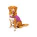 Mellow Shirt Dog Anxiety Calming Wrap, Medium, Radiant Orchid Medium (26 - 40 lb) Radiant Orchid