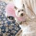 Shop Asenku Dog Dress - Princess Lace Puppy Wedding & Birthday Party Outfit for Small to Medium Dogs & Cats - Light Pink - Buy Online on GoSupps.com