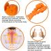 Relieflylab Trapezius Stretcher | Neck & Shoulder Tension Relief Massager | Trigger Point Therapy Device - Orange - Buy Online on GoSupps.com