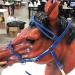 Halter Horse | Heavy Duty Adjustable Tied Halter with Chin & Throat Snap | Comfortable Padded Nylon Horse Halter for Training Equestrian Grooming Blue - Buy Online on GoSupps.com