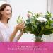 MAYJAM Rose Essential Oil 30ML - Aromatherapy for Diffuser & Humidifier - DIY Home Scent - 30.00 ml (Pack of 1) - Buy Online on GoSupps.com