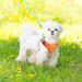 Escape-Proof Cat Harness and Leash Set - Reflective Vest for Small Cats | XXS Orange - Buy Online on GoSupps.com