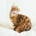 Shop Cobee Bling Heart Cat Neck Band - Adjustable Rhinestone Pet Collar with Bell for Small Cats & Dogs - Pink/Black - Buy Online on GoSupps.com