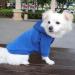 Buy Hualisiji Dog Hoodie - Warm & Lightweight Chihuahua Sweater with Hood - XL Dark Blue - Buy Online on GoSupps.com