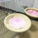 Ycnpeatt 1 Piece Cotton Bird House Bird Nest with Set screw for Budgies Parakeet Cockatiel Small Medium Parrot Cage Hatching Nesting Box - Buy Online on GoSupps.com