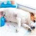 JOEBO Dog Pregnancy Test Strip - Early Detection Urine Test for Pets | Home Test Kit for Puppy Pregnancy - Buy Online on GoSupps.com