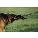DINGO GEAR Universal Bite Wedge for Dog Training K9 IGP Obedience Dogs Sports Nylcot Mini Sleeve with 1 Handle 2 Holders Inside Hard Red (S00708) - Buy Online on GoSupps.com