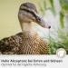 Premium Leim ller Duck Food Grains 5 kg - 100% GMO-Free Bird Feed for Ducks Geese & Ducklings - Starter & Chick Lining - Buy Online on GoSupps.com