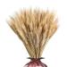 Wheat Bouquet Wheat Dried Flowers Dried Wheat Stalks Natural Dried Wheat Sheaves Fall Harvest Wheat Bouque Dried Wheat Sheaves Bundle 100Pcs Dried Grasses For Vases Dried Wheat Stalks Fall Decor