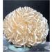 Crystal Cluster 120g Natural Desert Rose Selenite raw Crystal Specimen Rough Sample Cluster fengshui Decor JIZTGEDM Reiki Crystal Stone - Buy Online on GoSupps.com