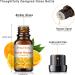 PHATOIL Top 10 Fruity Essential Oils Gift Set - Premium 10ML Fragrance Oil for Diffuser, Soap, Candle Making - Home, Office, Car Use - Buy Online on GoSupps.com