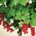 Red currant 'Jonkeer van Tets ' - Standard tree Standard tree - In container Jonkheer van Tets