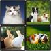 2 Pieces Flea Comb for Cats White Pet Hair Comb Multifunctional Flea Comb for Dogs Pet Lice Comb Flea and Tear Stain Removal Cat Comb for Grooming and Dehairing Face and Paws - Buy Online on GoSupps.com