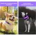 LED Dog Collar - Waterproof Color Changing Adjustable Light Collar for Small & Medium Dogs - Night Safety - PCEOTLLAR - Purple S (28-40cm) - Buy Online on GoSupps.com