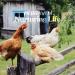 Manna Pro Coop 'N Compost Chicken Coop Supplies 28 oz - Manna Pro Chicken Feed - Buy Online on GoSupps.com