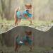 Dog Cooling Vest - Lightweight & Breathable Summer Jacket for Small to Medium Dogs | Reflective Stripes & ICE Cooling T-Shirt in Green - Buy Online on GoSupps.com