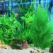 Ctpeng 3-Piece Plastic Aquarium Plants (24-32 cm) | XL Green Aquarium Decoration for Stunning Aquascapes - International Shipping Available - Buy Online on GoSupps.com