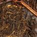 90g Th Noir Dian Hong Bio Yunnan Th en bo te naturel aromatique - Buy Online on GoSupps.com