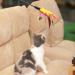Besimple Set of 6 Feather Wands for Cats - Variable Colour - Coloured Feathers - for Cats and Kittens - Buy Online on GoSupps.com