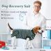 XXL Dog Surgery Recovery Suit - Breathable Postoperative Vest for Puppies | Medical Clothing & E-Collar Replacement | Ruff Green Stripe - Buy Online on GoSupps.com