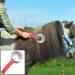 MEISH Horse Scraper Horse Curry Comb 4 Ring Horse Shedding Brush Stainless Steel Livestock Itching Brush for Horse Grooming - Buy Online on GoSupps.com