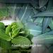 Natural Peppermint & Eucalyptus Conditioner Bar - Eco-Friendly Hair Care | 3.17 oz | International Shipping Available - Buy Online on GoSupps.com