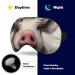 Sleep Eye Mask Wreath of Pigs | Elastic Strap Headband for Men & Women | Sleep, Travel, Nap - Buy Online on GoSupps.com