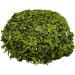 Dried Lovage Leaves 85g - 1.95Kg Premium Quality Levisticum Officinale (1950 grams) - Buy Online on GoSupps.com