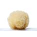 Aristos Premium Natural Bathing Sponge - 1 Year Durable Eco-Friendly Not Bleached - Greek Water Sponge 13-14cm - Plastic-Free Packaging - Buy Online on GoSupps.com