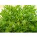 Viridis Hortus Celery Leaf 1500 Seeds (0.47g) - Chinese Celery French Celery Variety - Buy Online on GoSupps.com