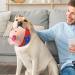 UNNIQ Dog Ball Toy - Active Plush Food Ball for Dogs | Singing Mobile Pet Toy | International Shipping - Buy Online on GoSupps.com